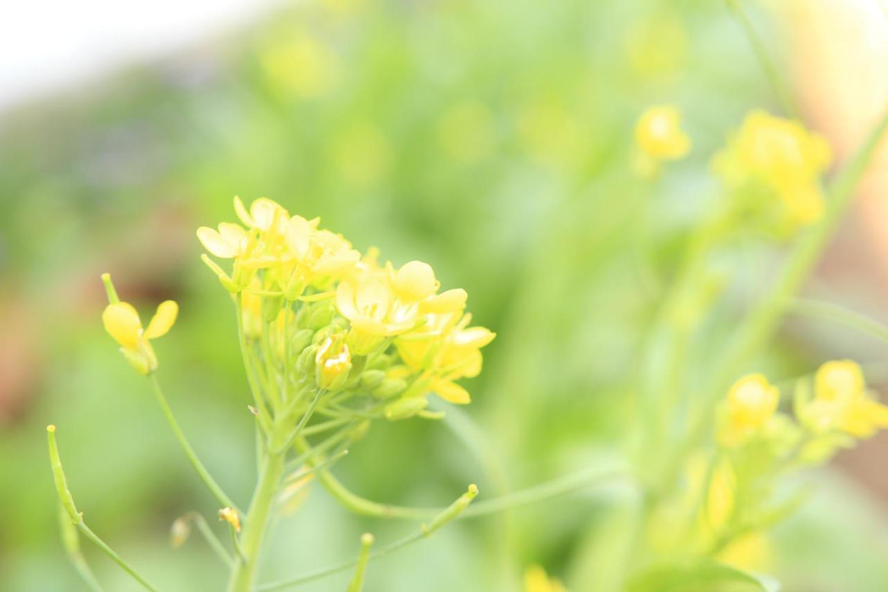 Homestay Vuon Trai Cay Nhiet Doi Vo Uu Garden バオロク エクステリア 写真