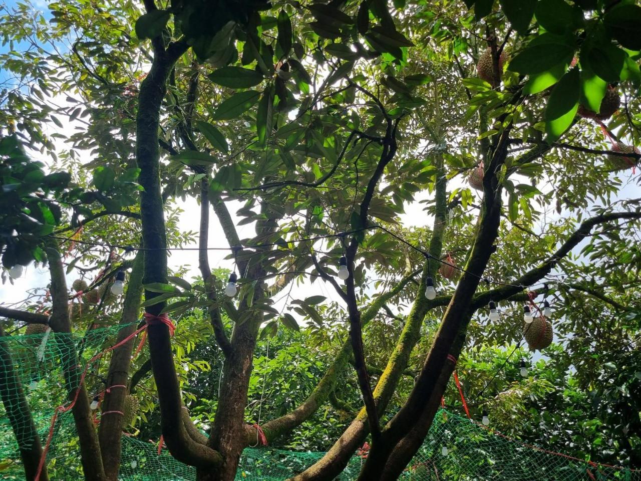 Homestay Vuon Trai Cay Nhiet Doi Vo Uu Garden バオロク エクステリア 写真