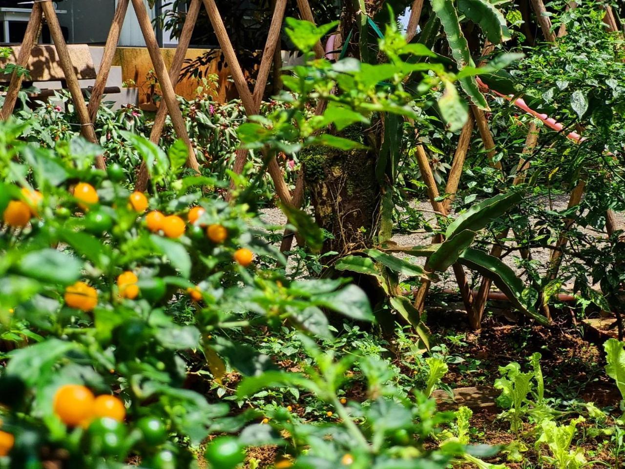 Homestay Vuon Trai Cay Nhiet Doi Vo Uu Garden バオロク エクステリア 写真